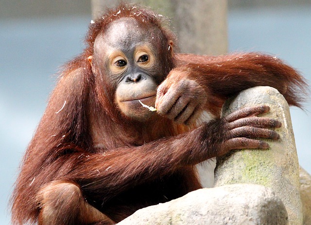 Orangutan jako příklad ohroženého zvířete.