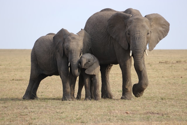 Sloni s mládětem.
