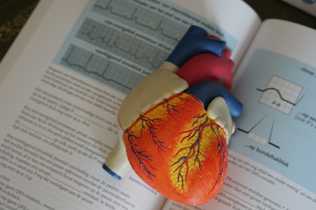 Model lidského srdce.